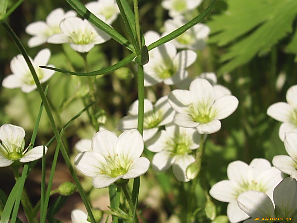 цветы, луговые, полевые