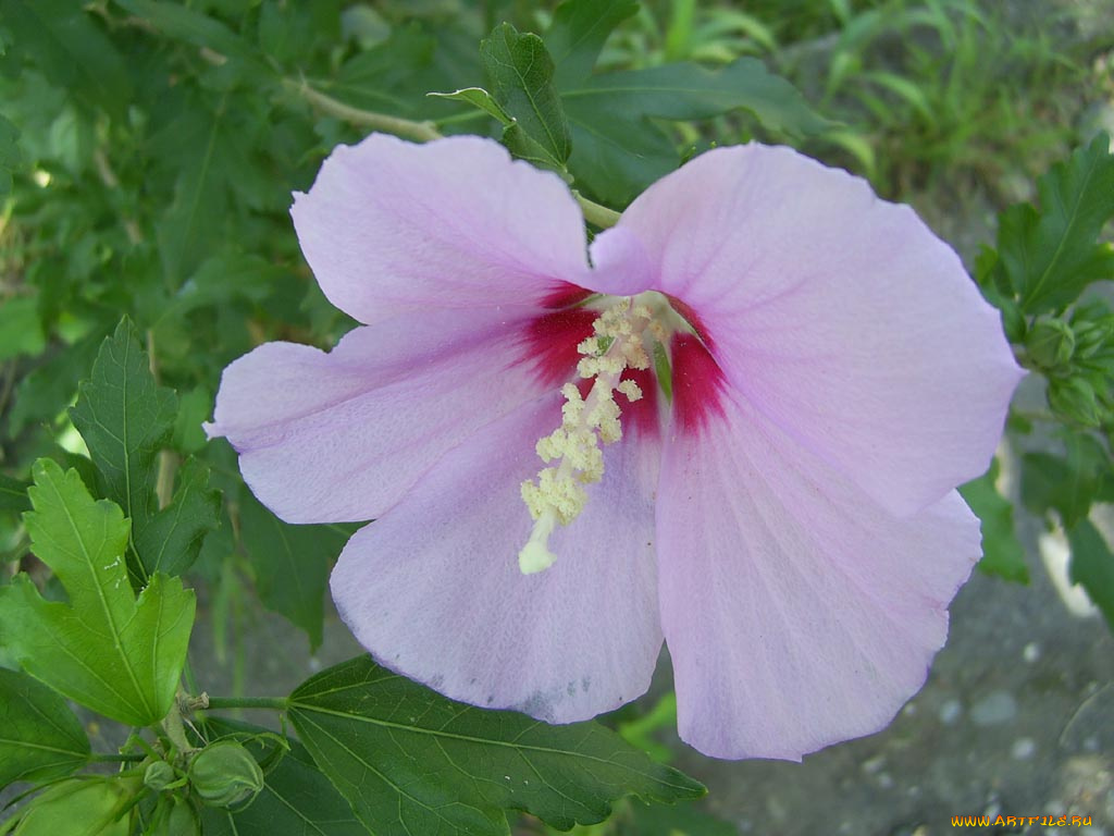 цветы, мальвы