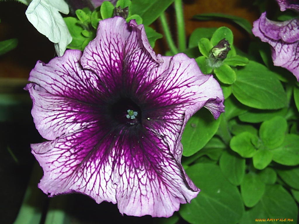 цветы, петунии, калибрахоа