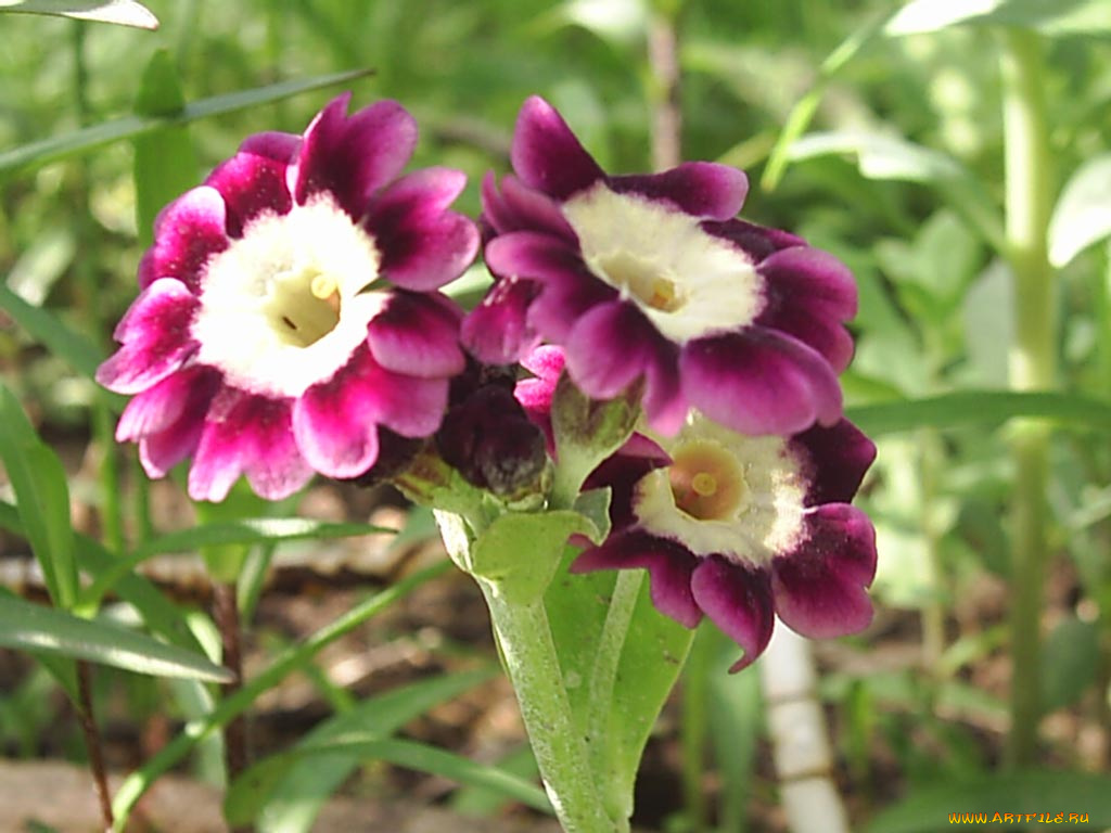 цветы, примулы