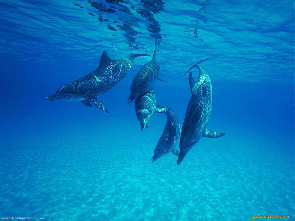 животные, дельфины