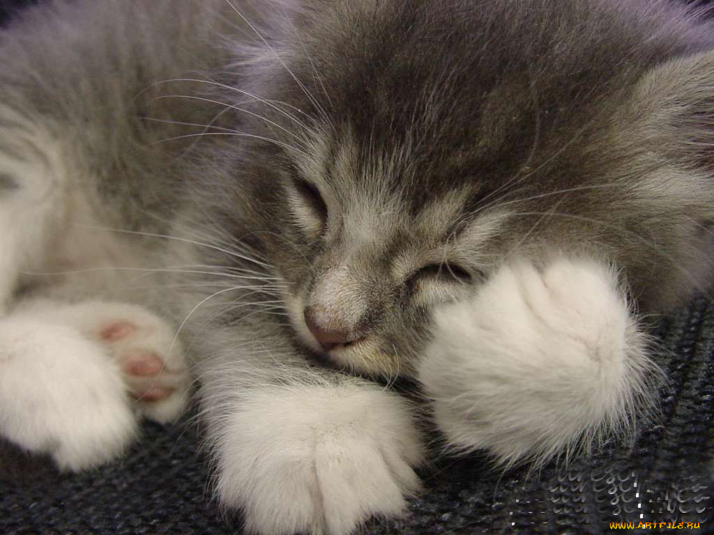 животные, коты