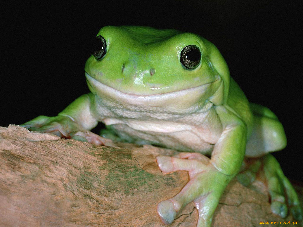 животные, лягушки