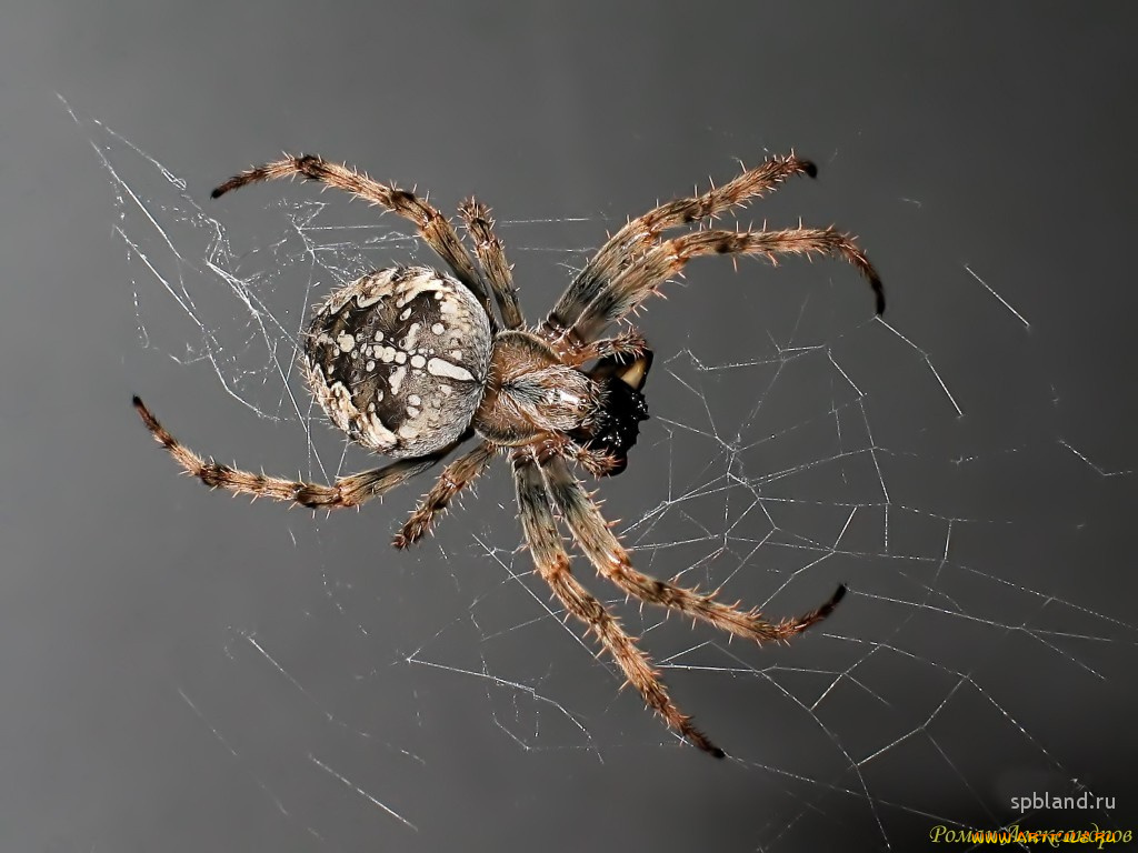 животные, пауки