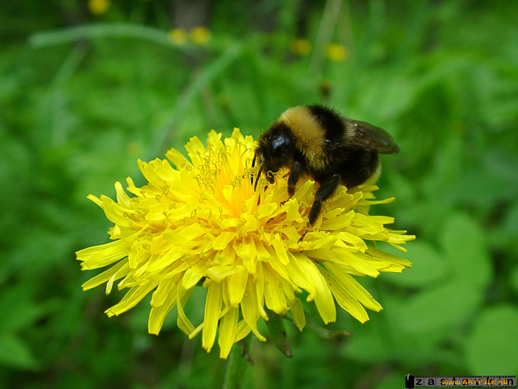 животные, пчелы, осы, шмели