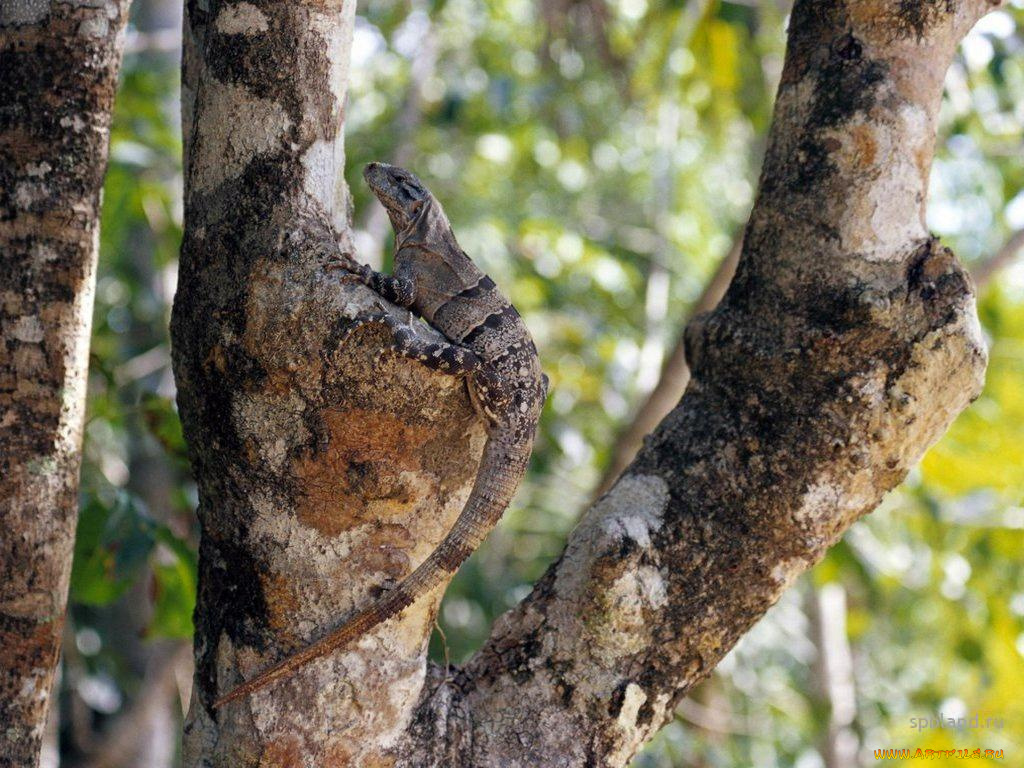 животные, Ящерицы, игуаны, вараны