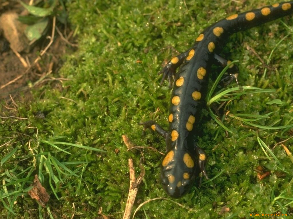 животные, Ящерицы, игуаны, вараны