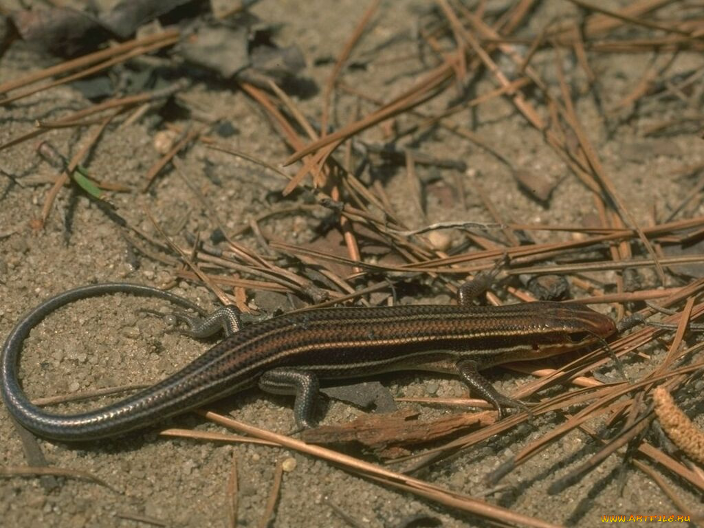 животные, Ящерицы, игуаны, вараны