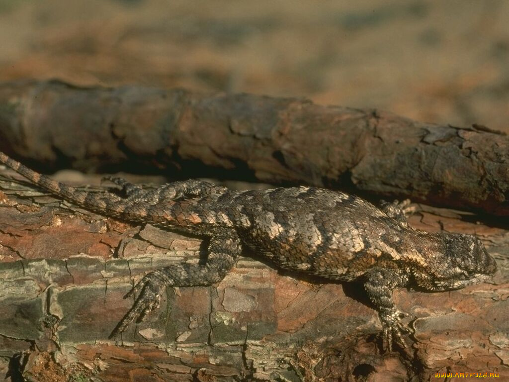 животные, Ящерицы, игуаны, вараны