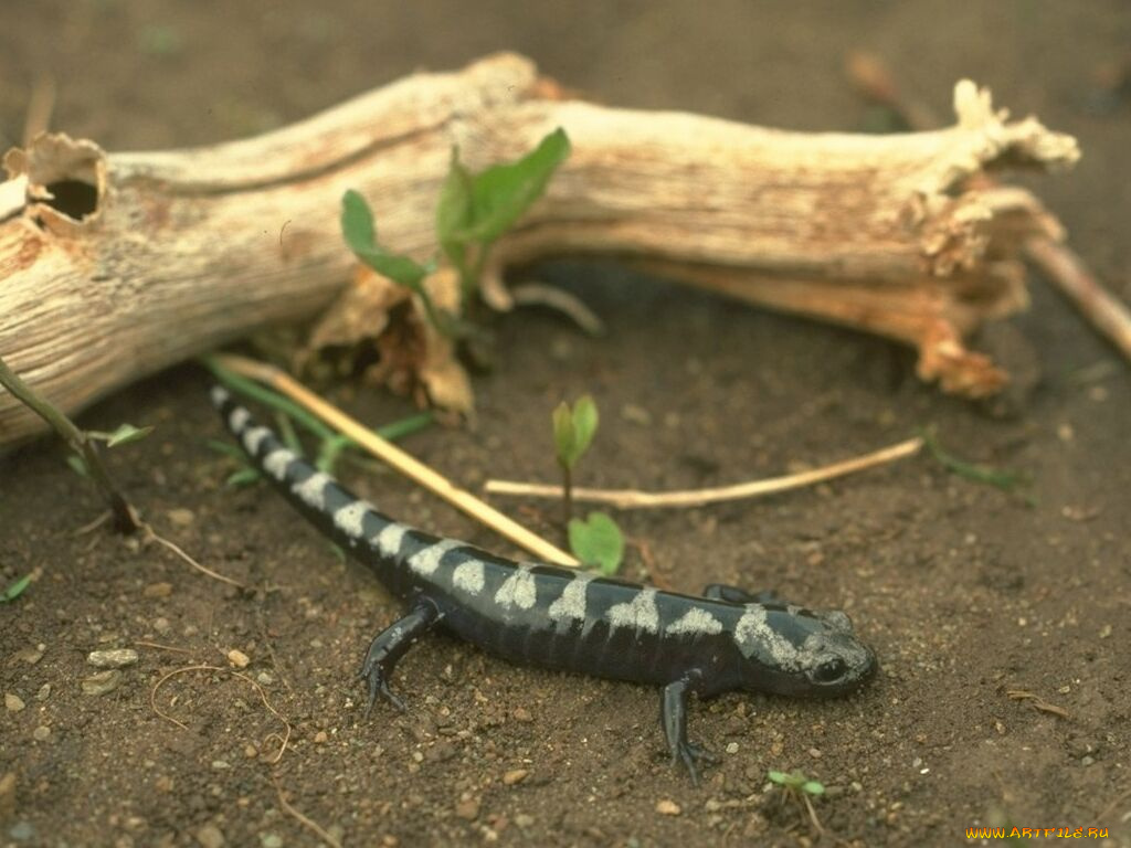 животные, Ящерицы, игуаны, вараны