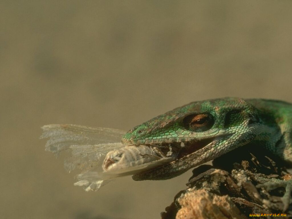 животные, Ящерицы, игуаны, вараны