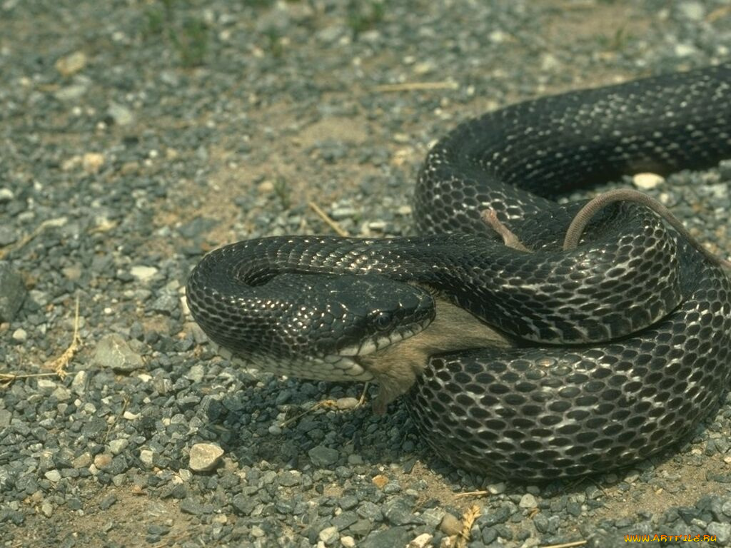 животные, змеи, питоны, кобры