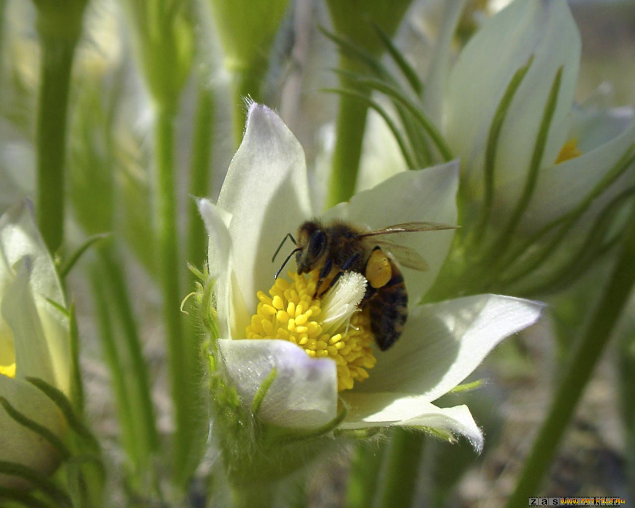 животные, пчелы, осы, шмели