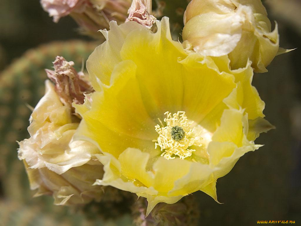 цветы, кактусы