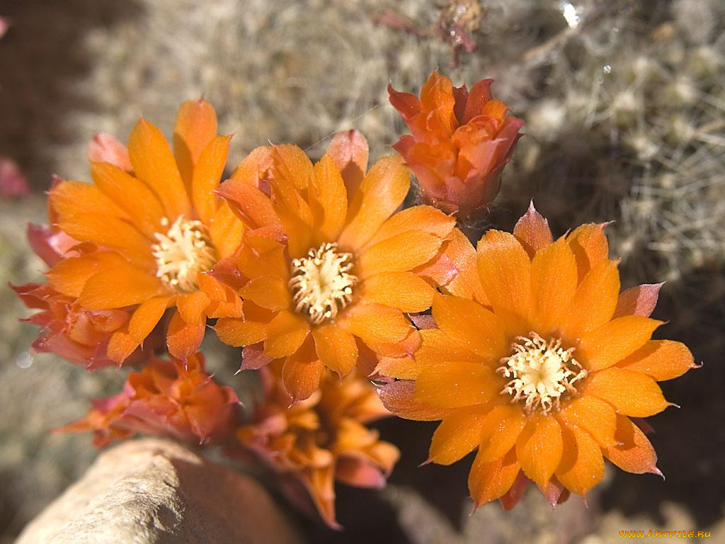 цветы, кактусы