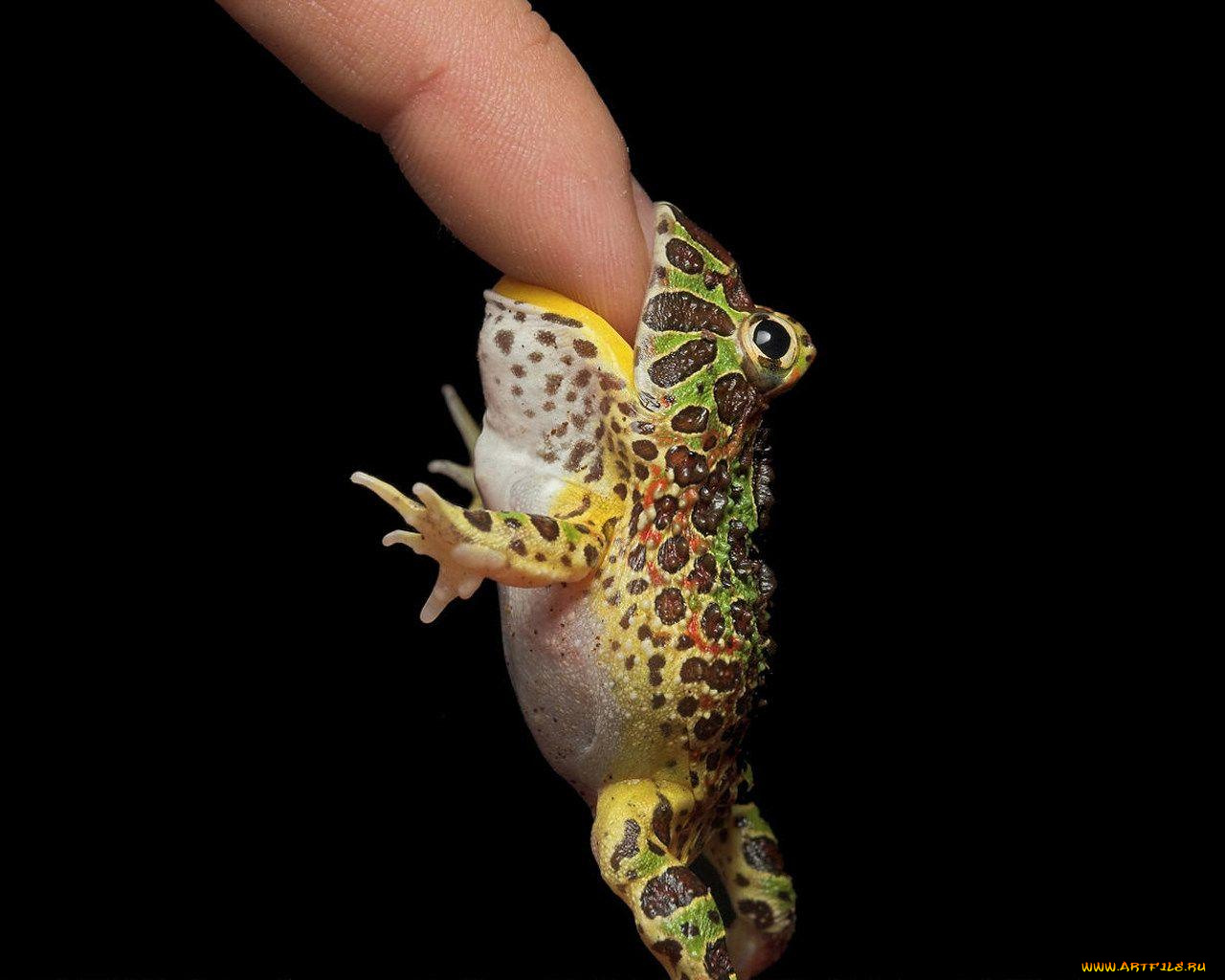 животные, лягушки
