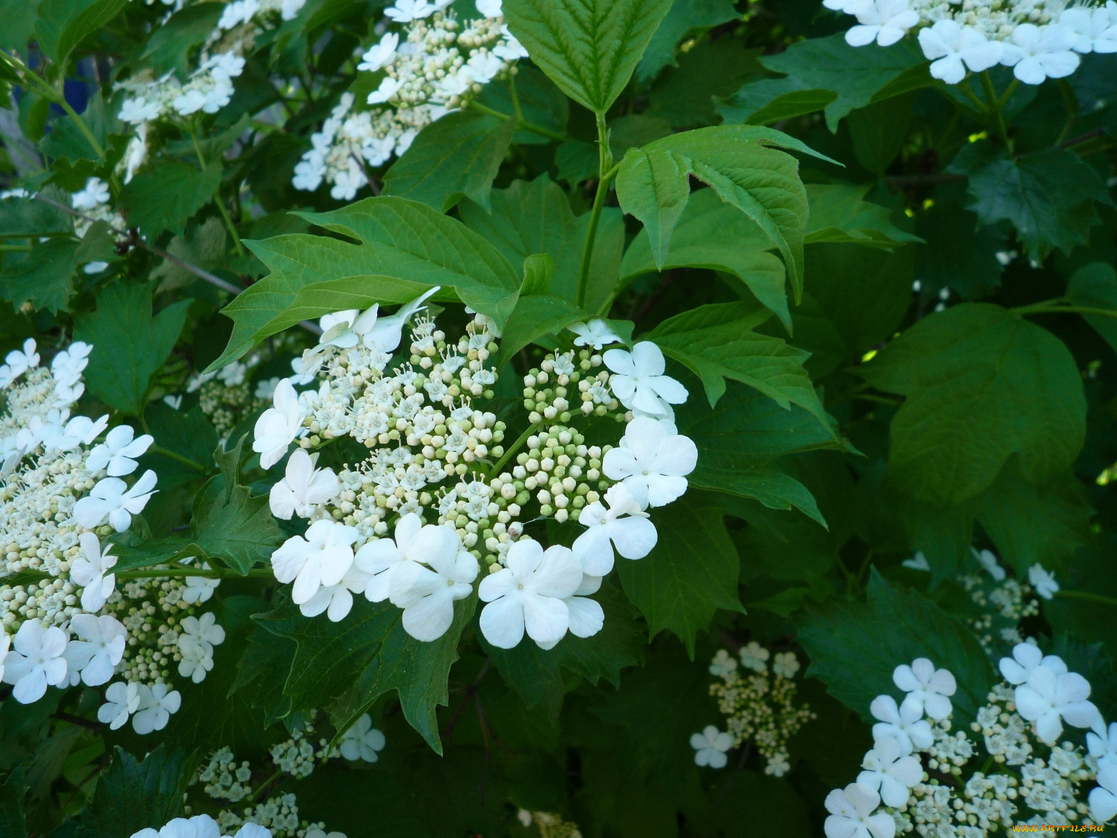 цветы, цветущие, деревья, кустарники, калина