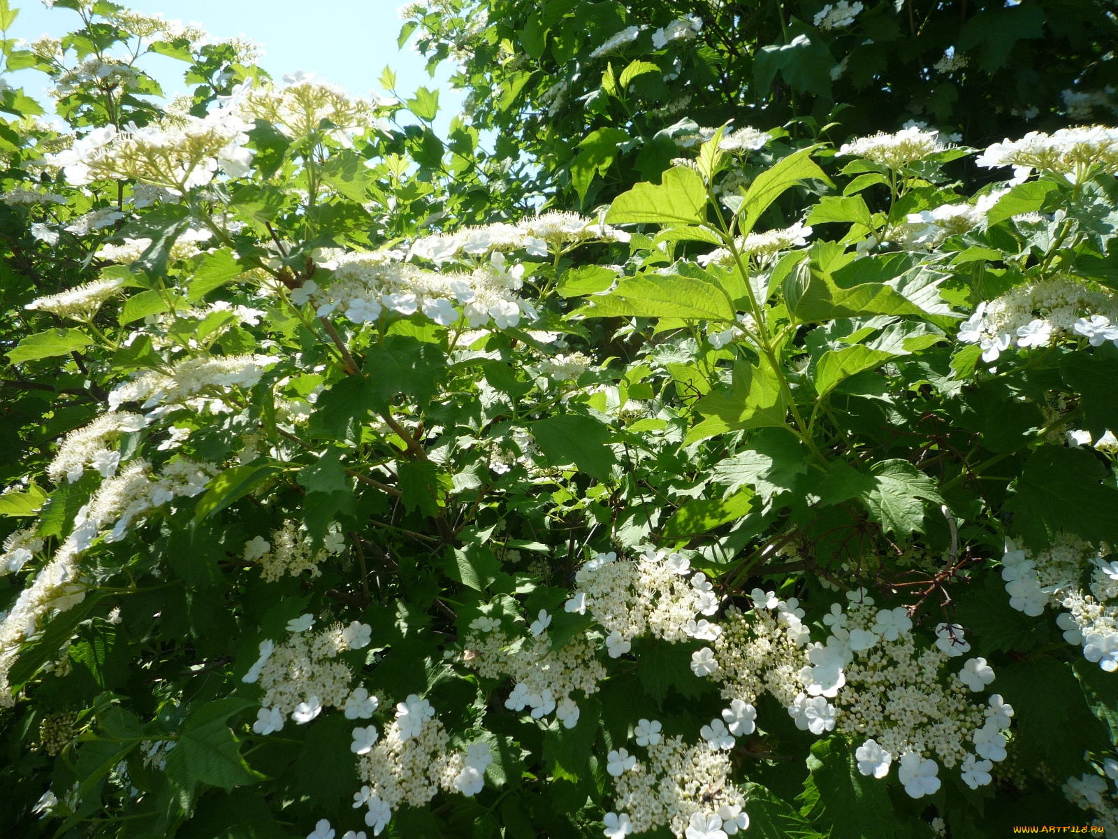 цветы, цветущие, деревья, кустарники, калина
