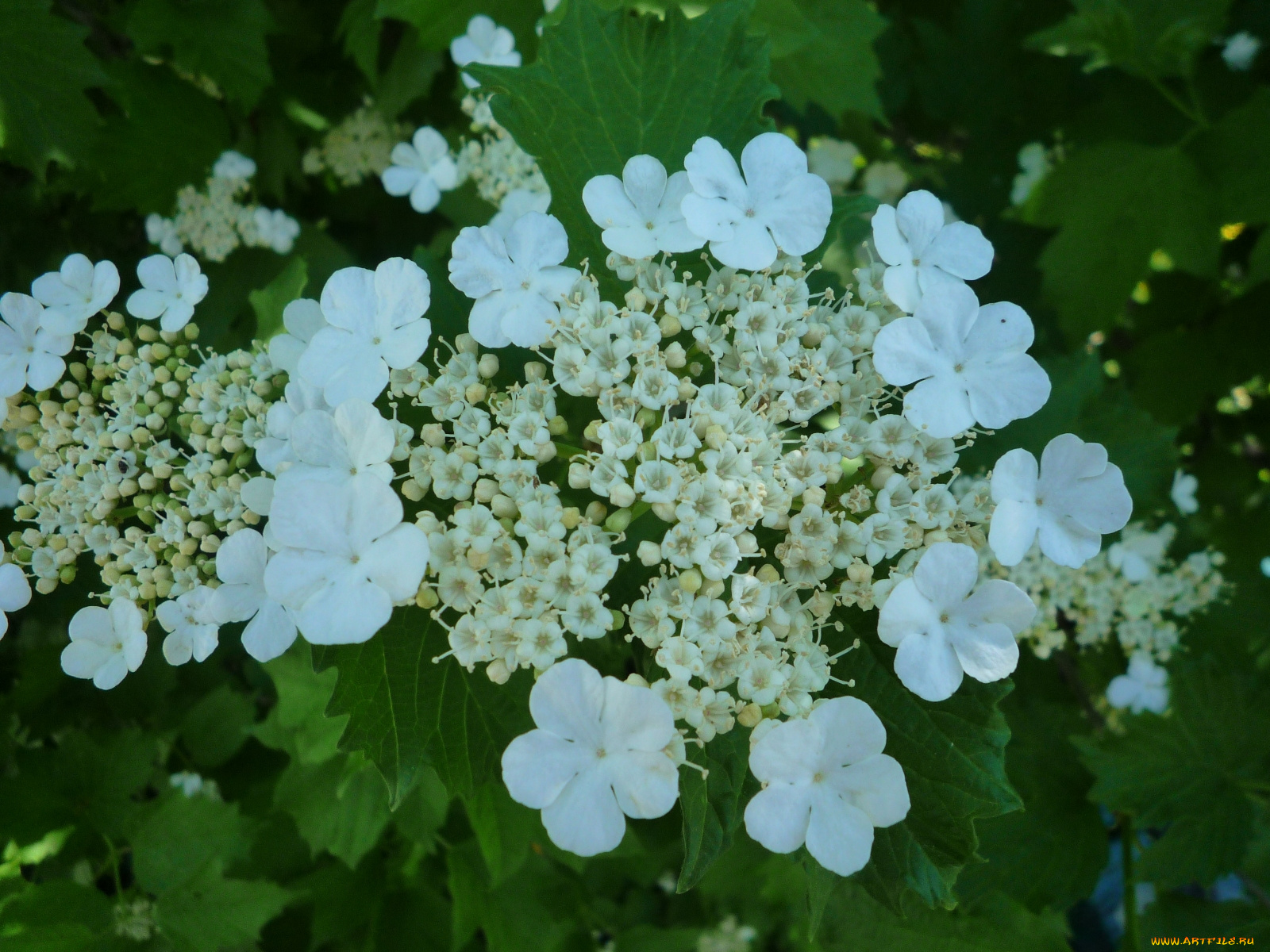 цветы, цветущие, деревья, кустарники, калина
