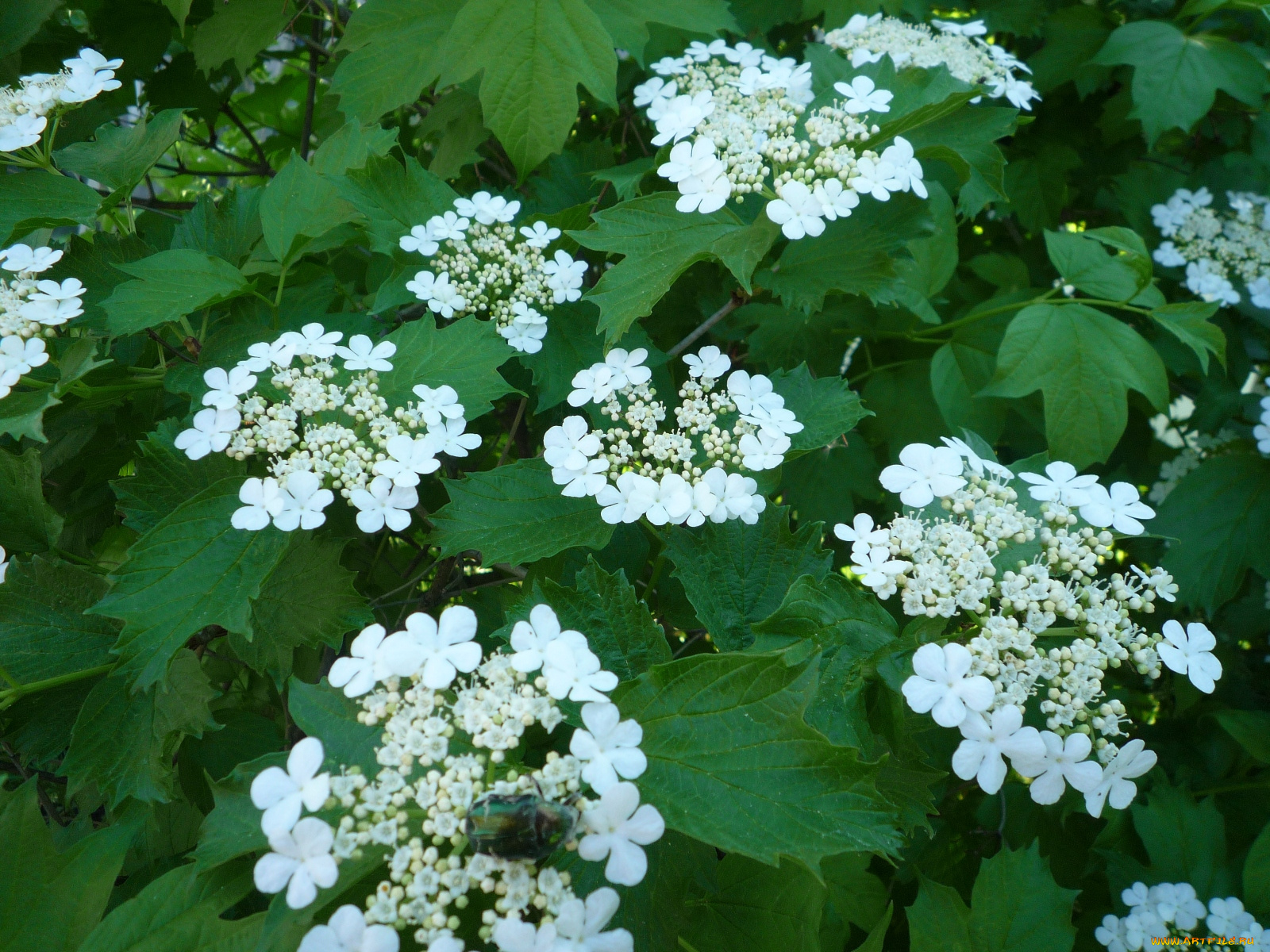 цветы, цветущие, деревья, кустарники, калина