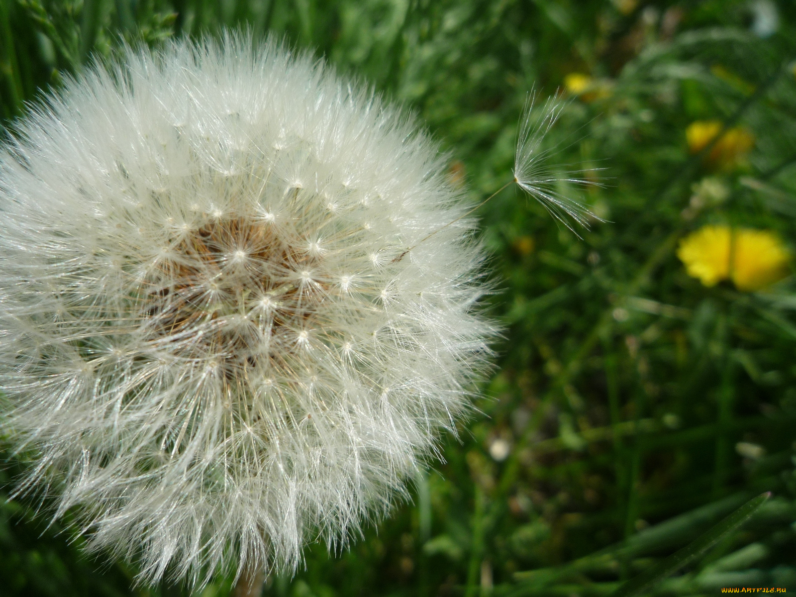 цветы, одуванчики