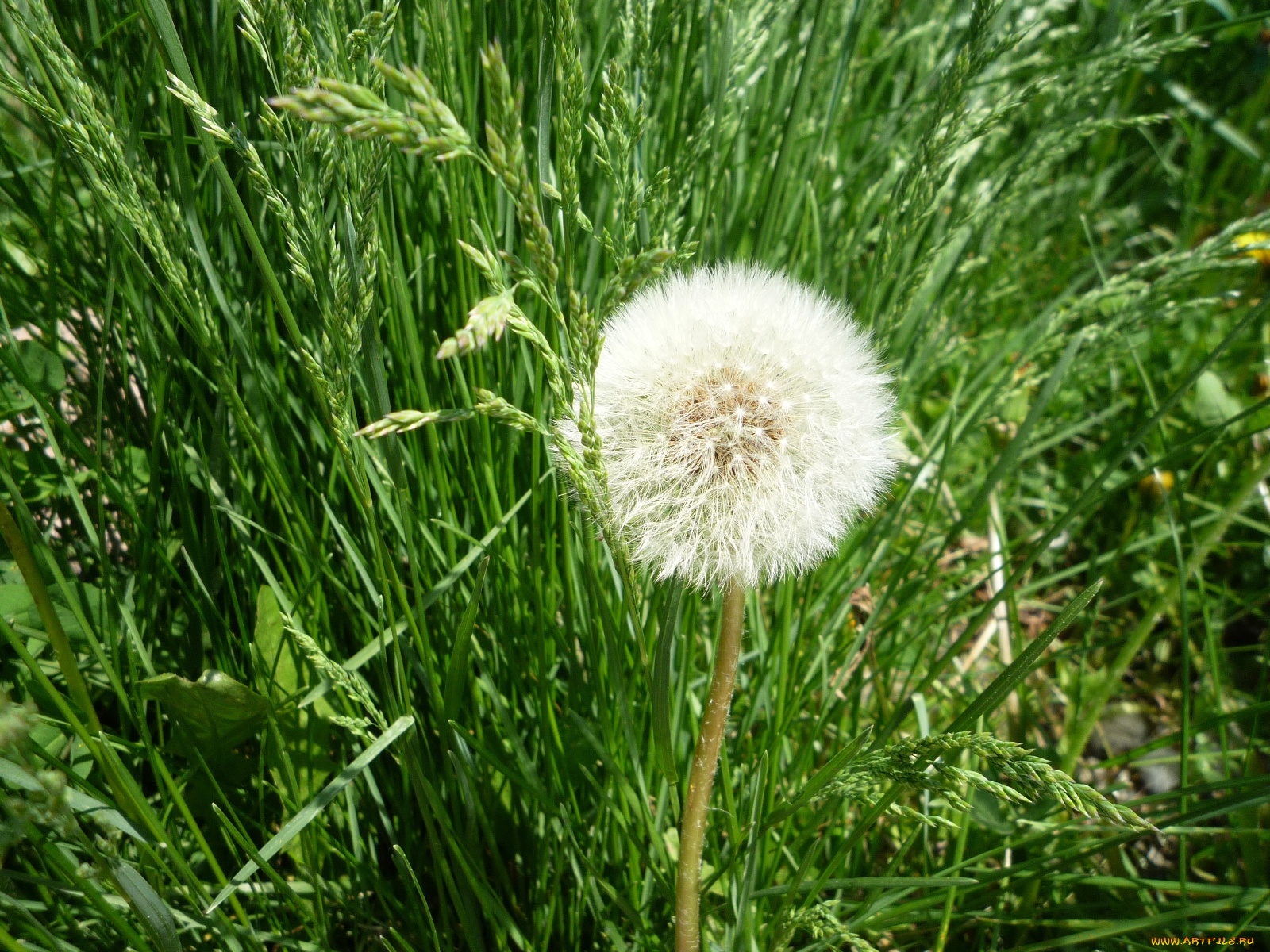 цветы, одуванчики