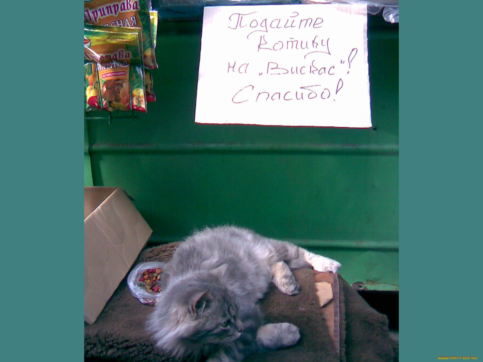 юмор, приколы