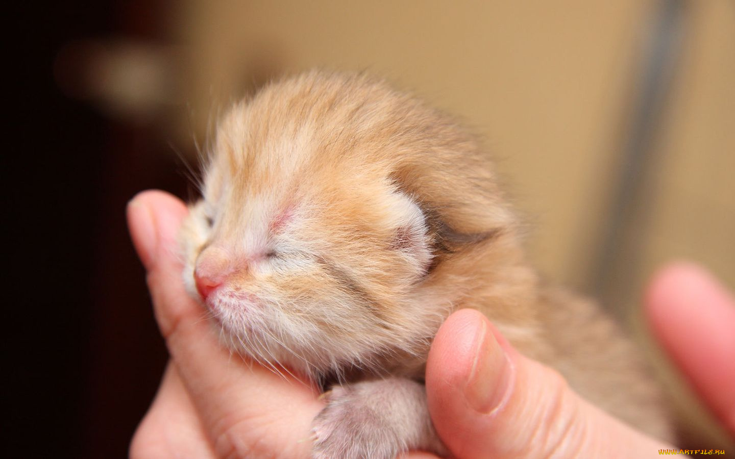 животные, коты