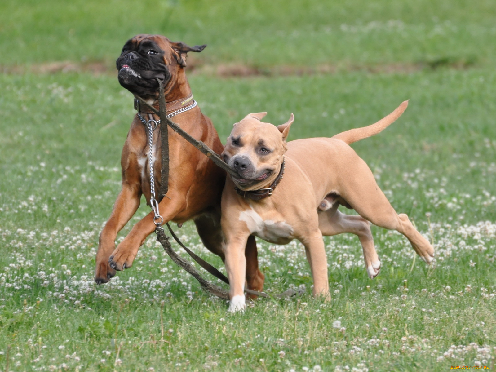 животные, собаки