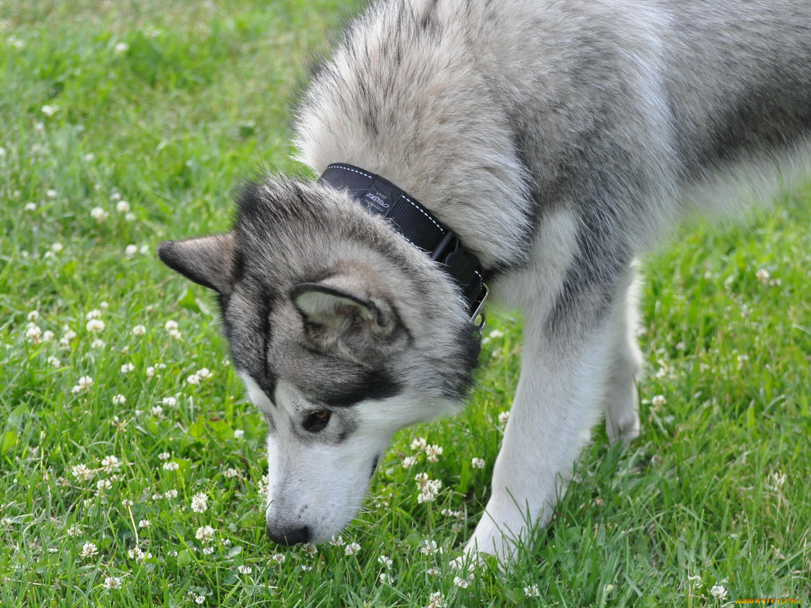 животные, собаки