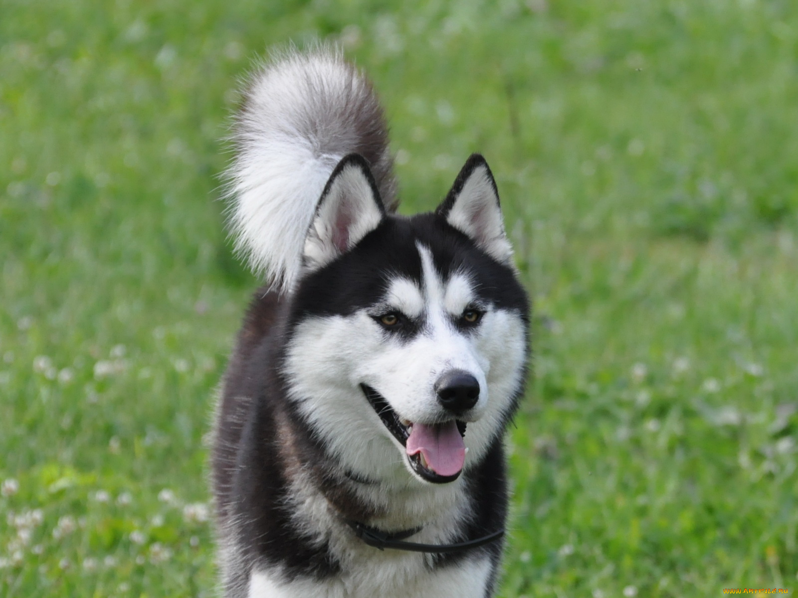 животные, собаки