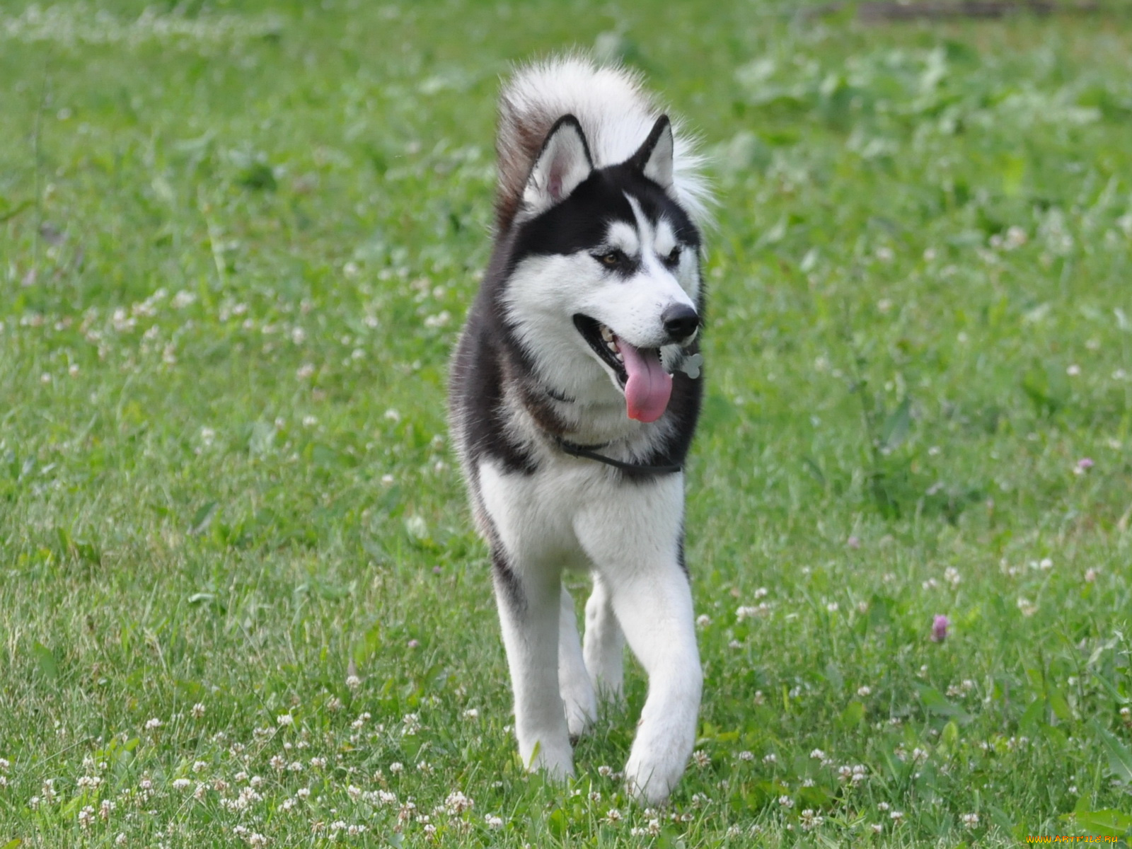 животные, собаки