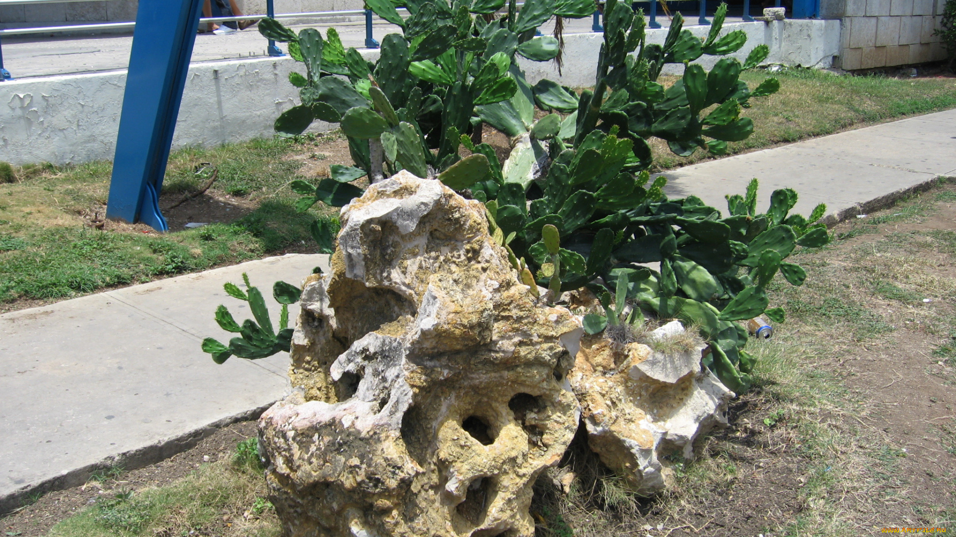 цветы, кактусы