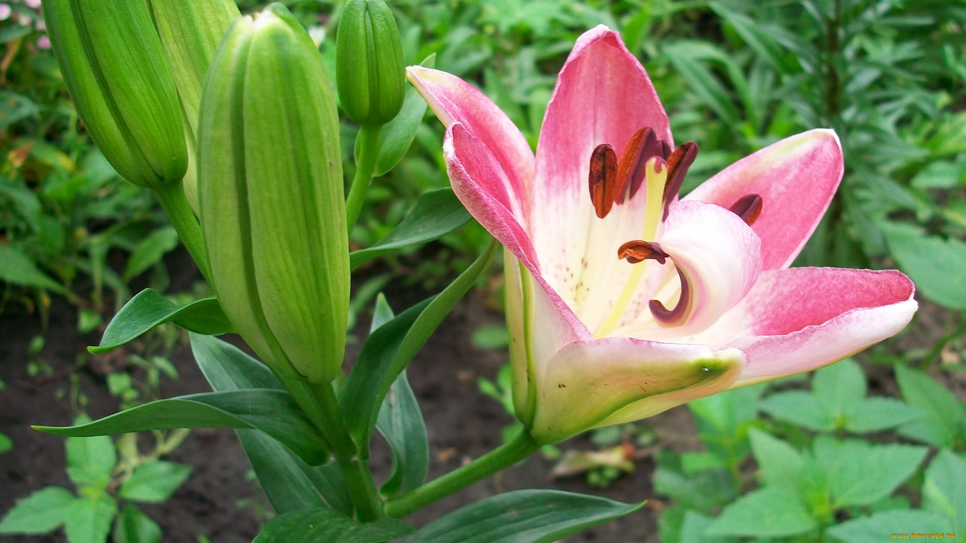 цветы, лилии, лилейники