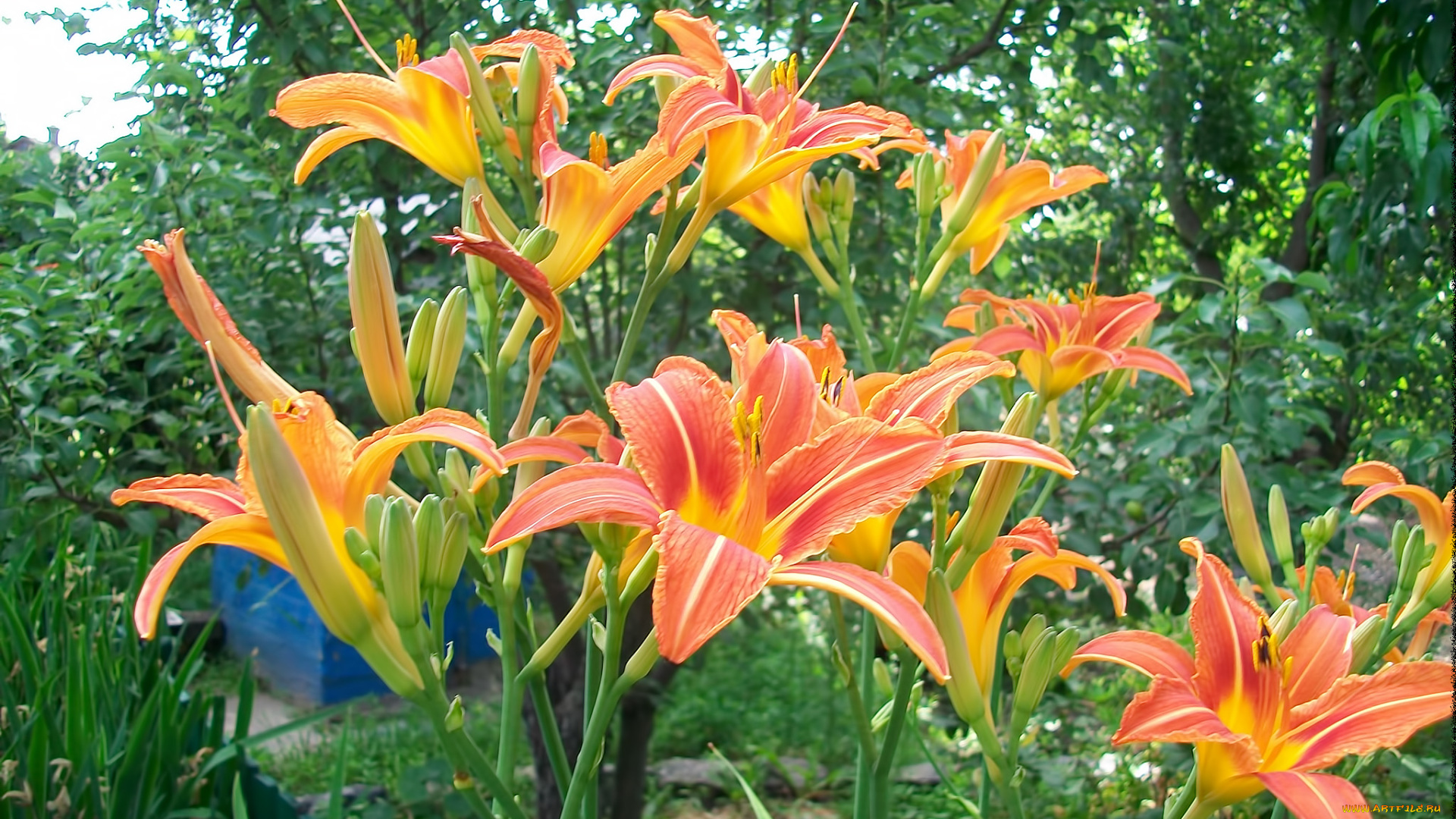 цветы, лилии, лилейники