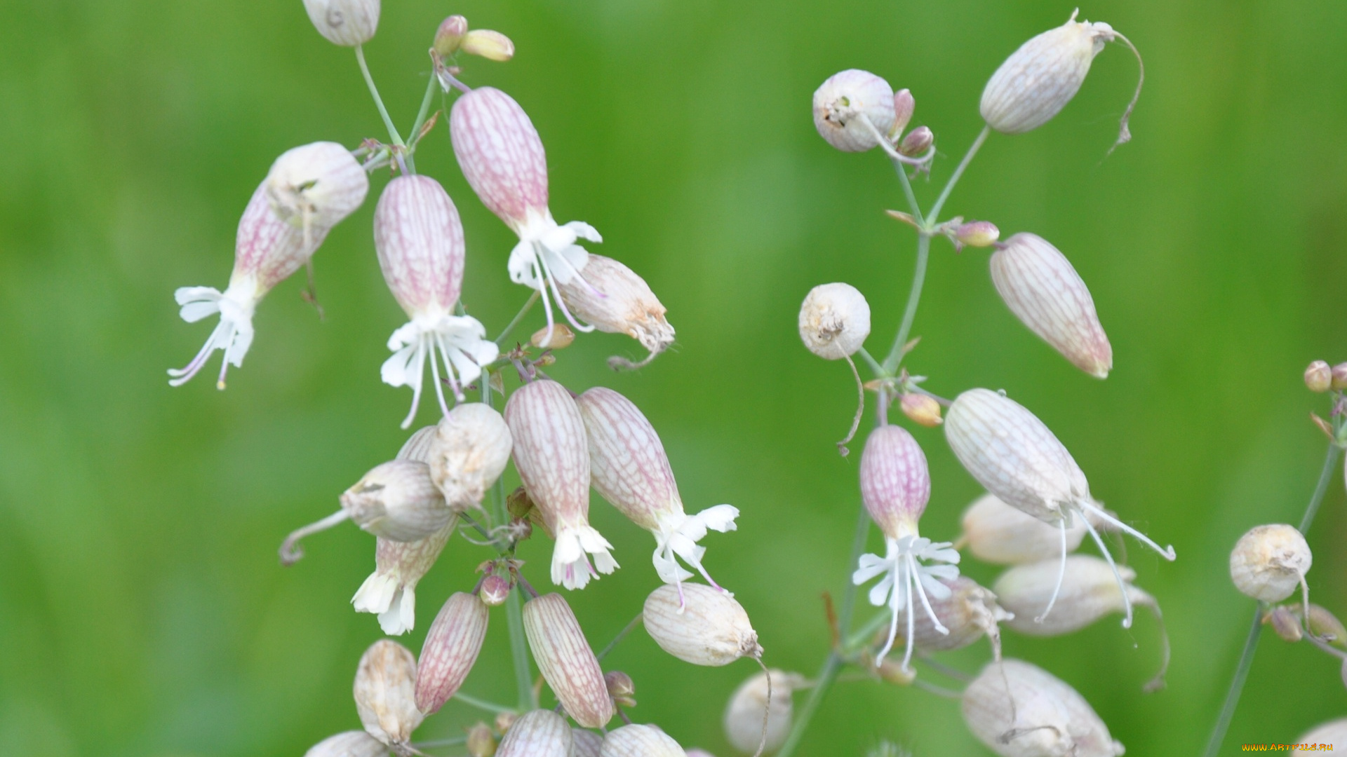 цветы, луговые, полевые