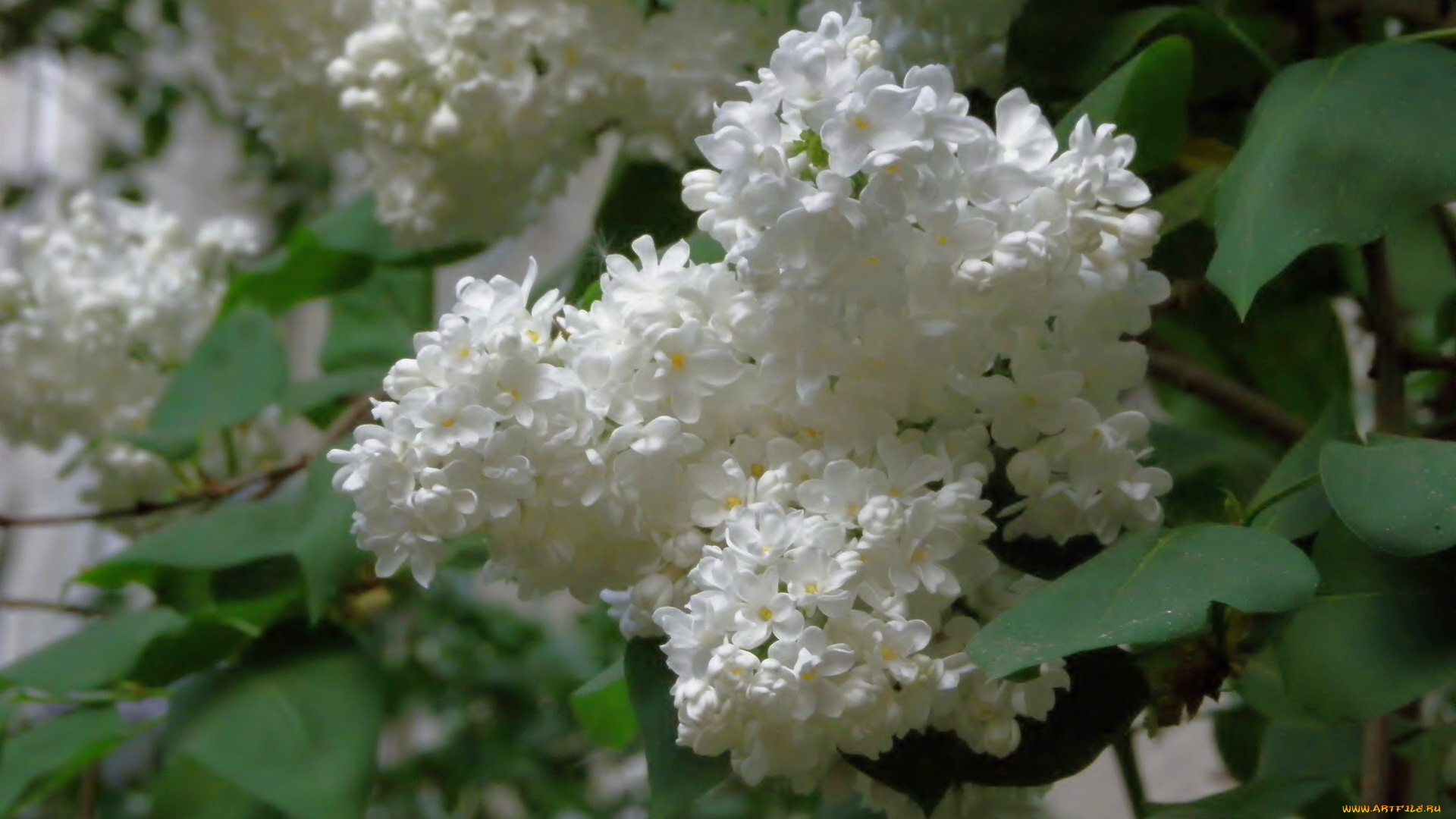 цветы, сирень