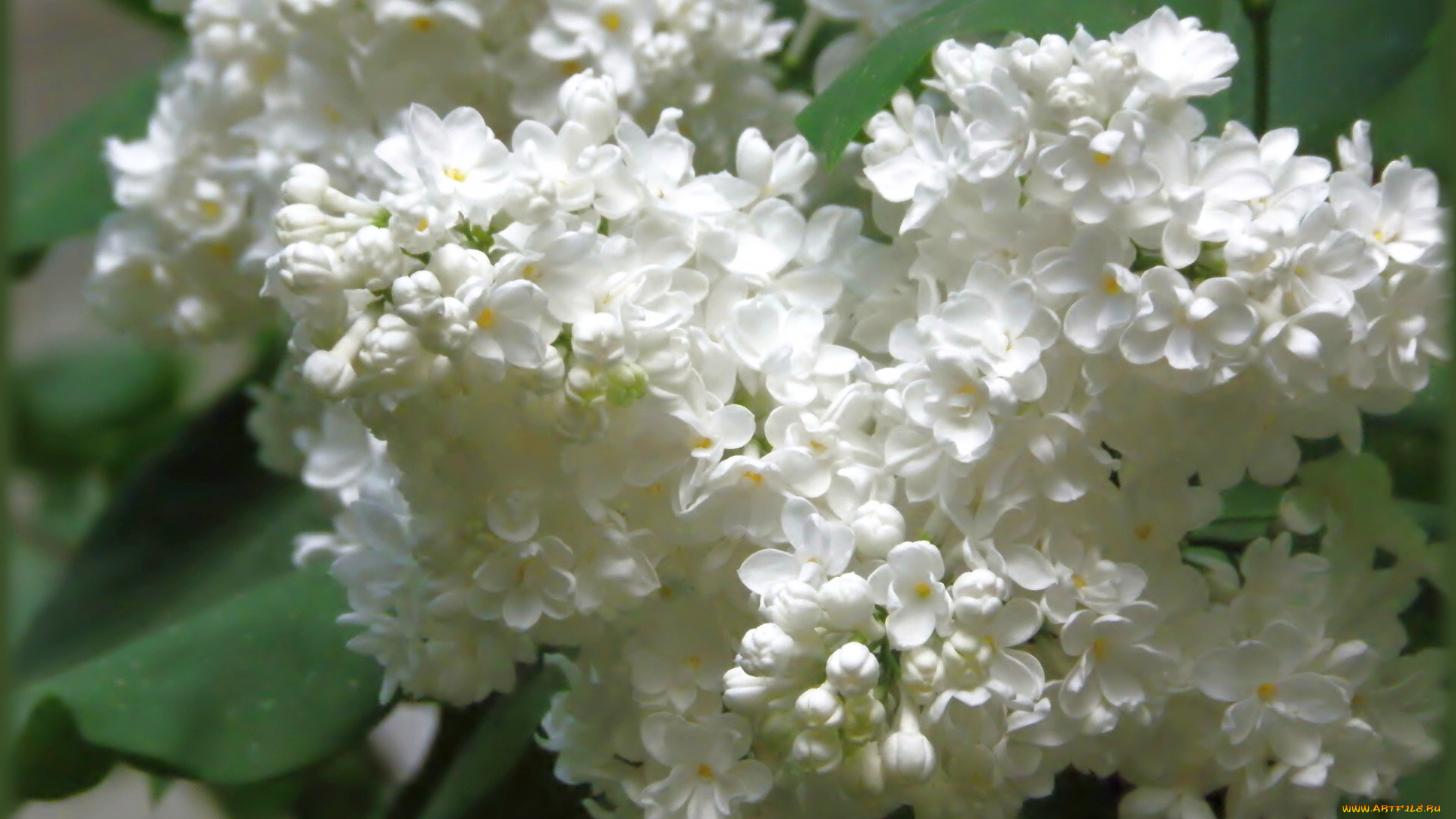 цветы, сирень