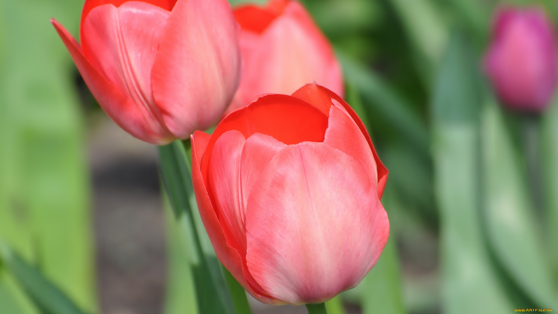 цветы, тюльпаны