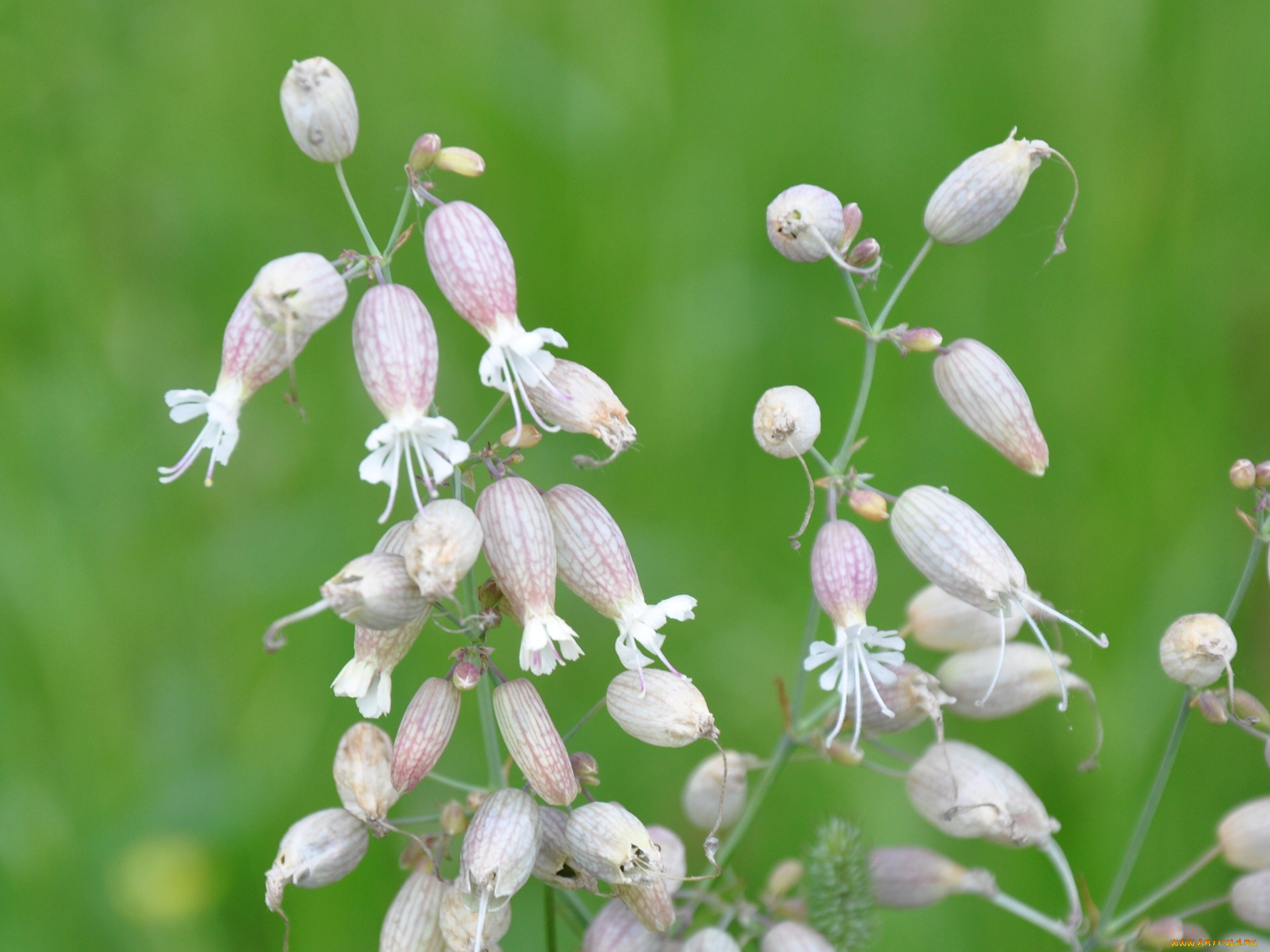 цветы, луговые, полевые