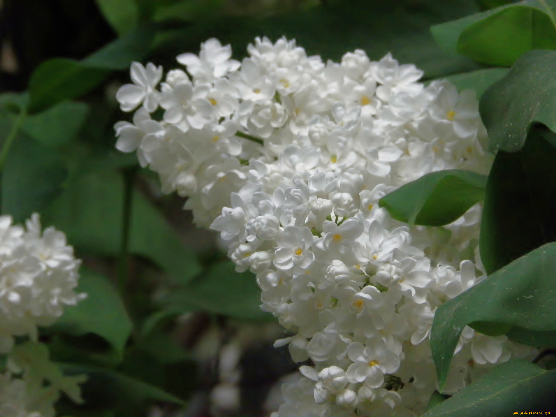 цветы, сирень