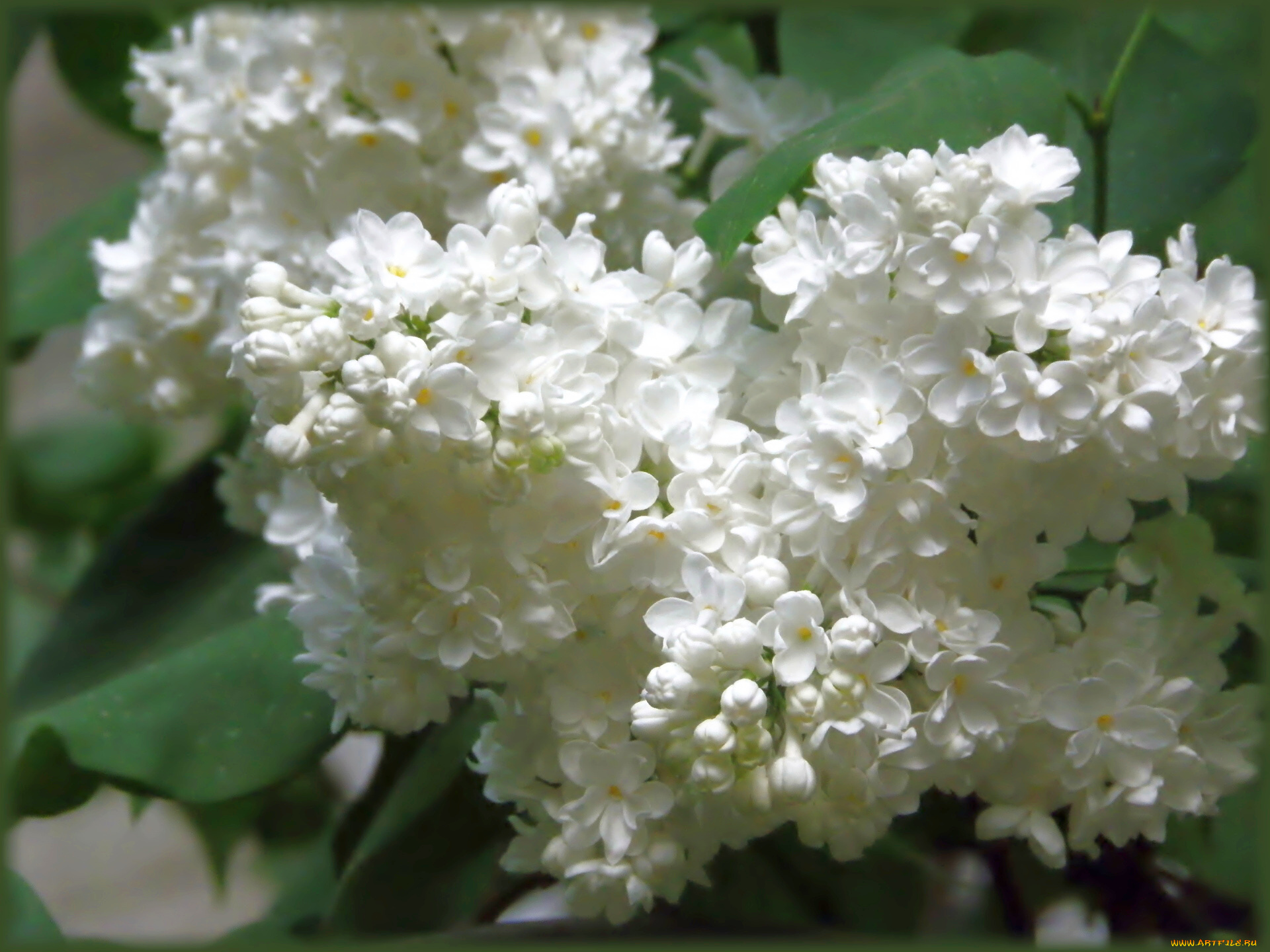 цветы, сирень