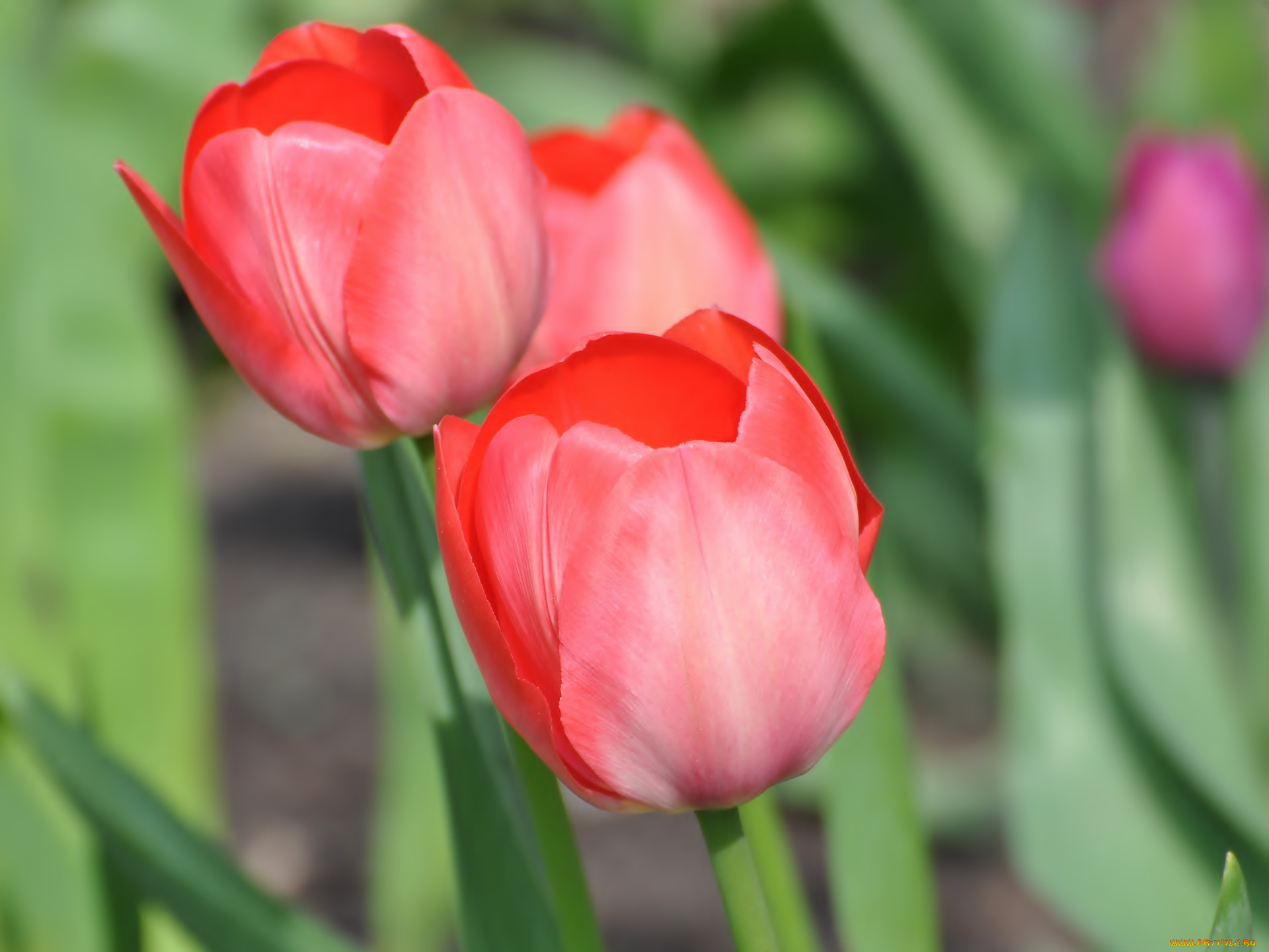 цветы, тюльпаны