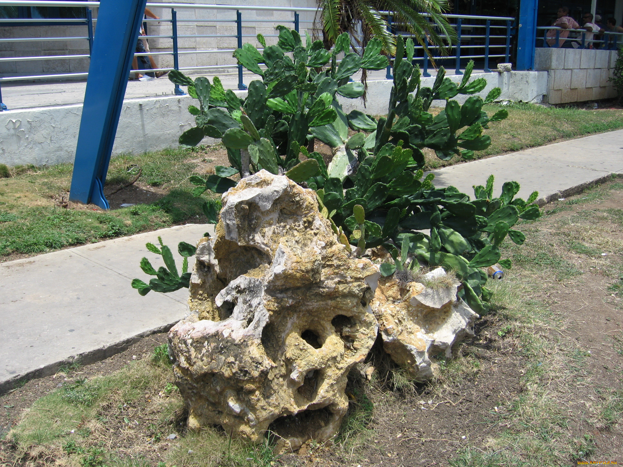 цветы, кактусы