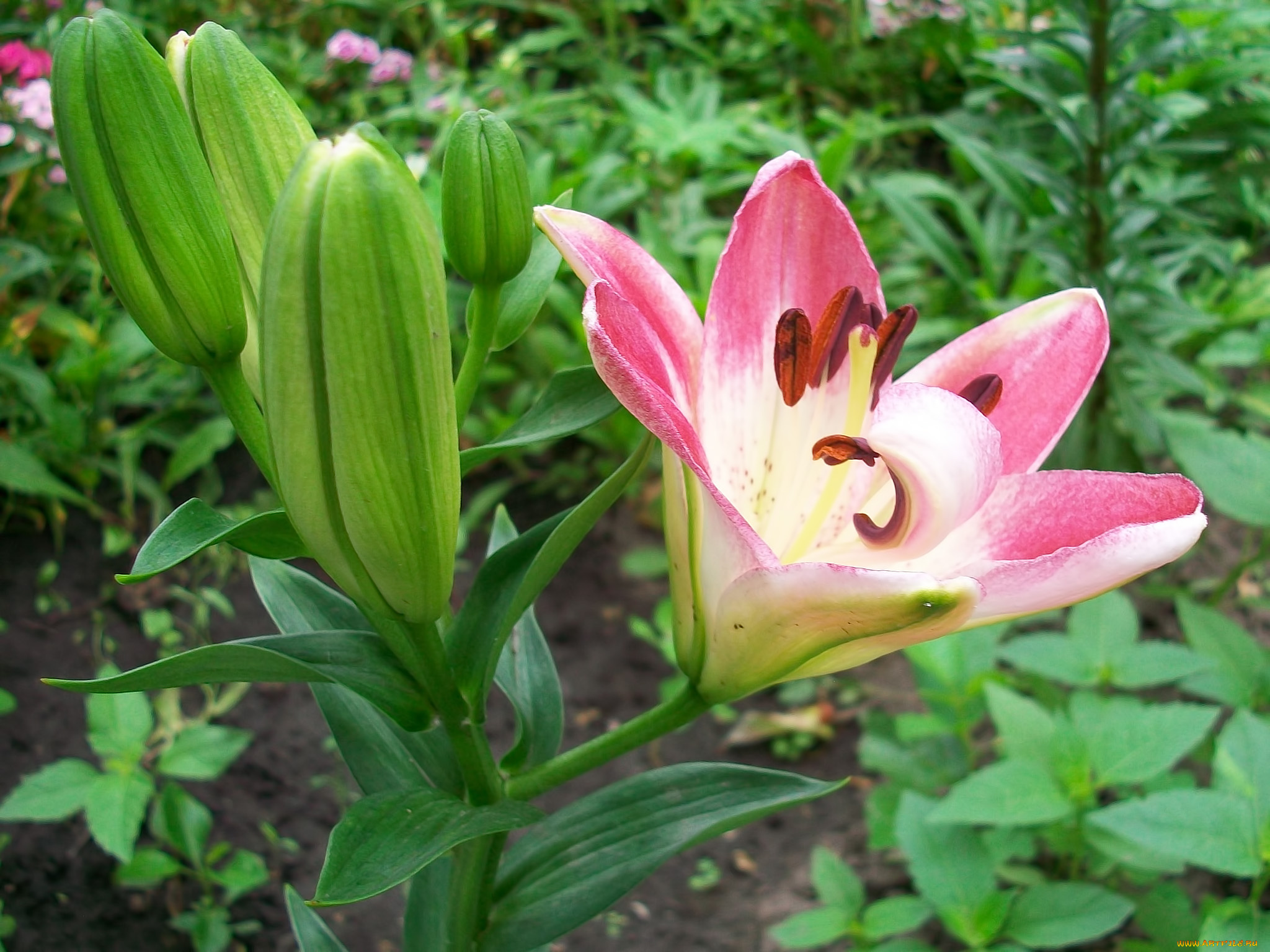 цветы, лилии, лилейники