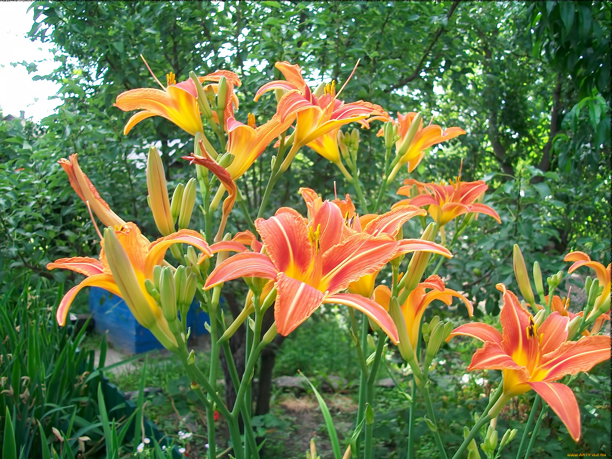 цветы, лилии, лилейники