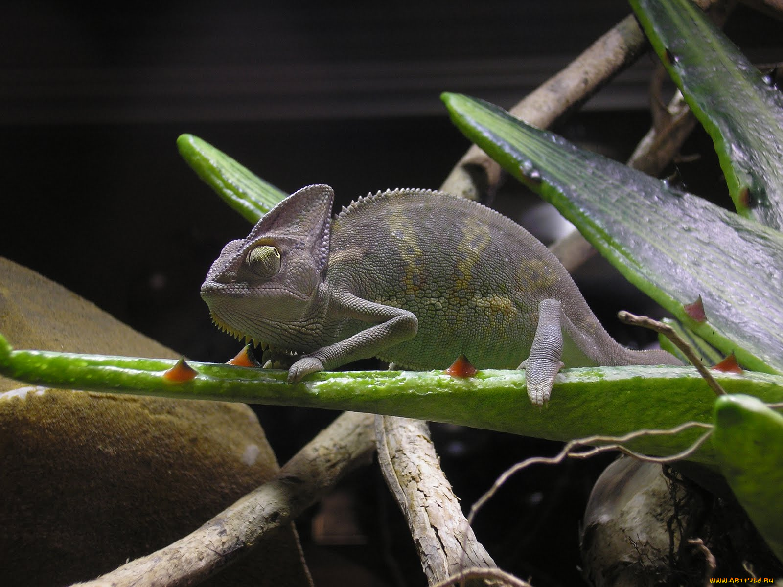 животные, хамелеоны