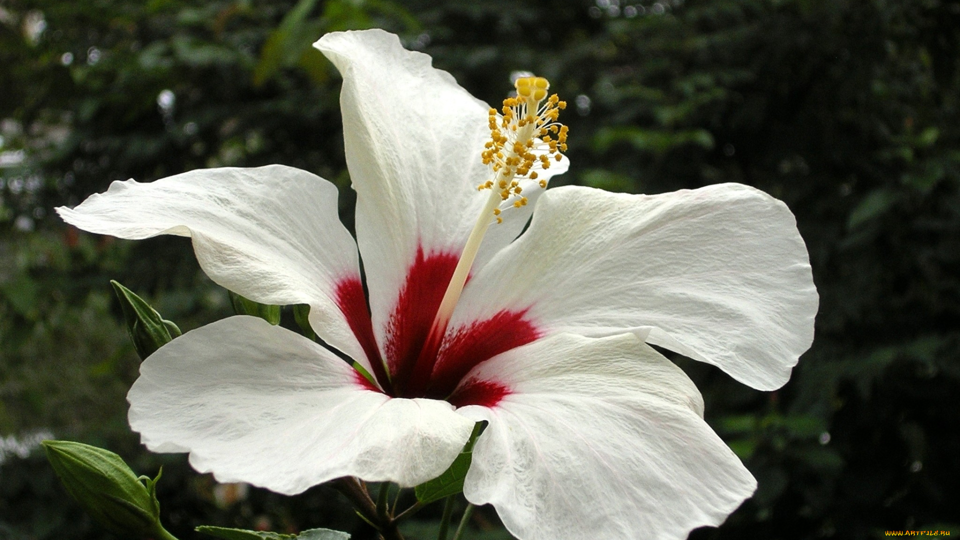 цветы, гибискусы, белый, большой