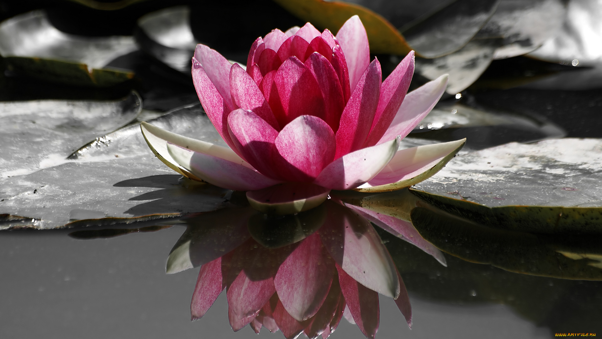 лотос, цветы, лилии, водяные, нимфеи, кувшинки, розовый, цветок, листья, вода