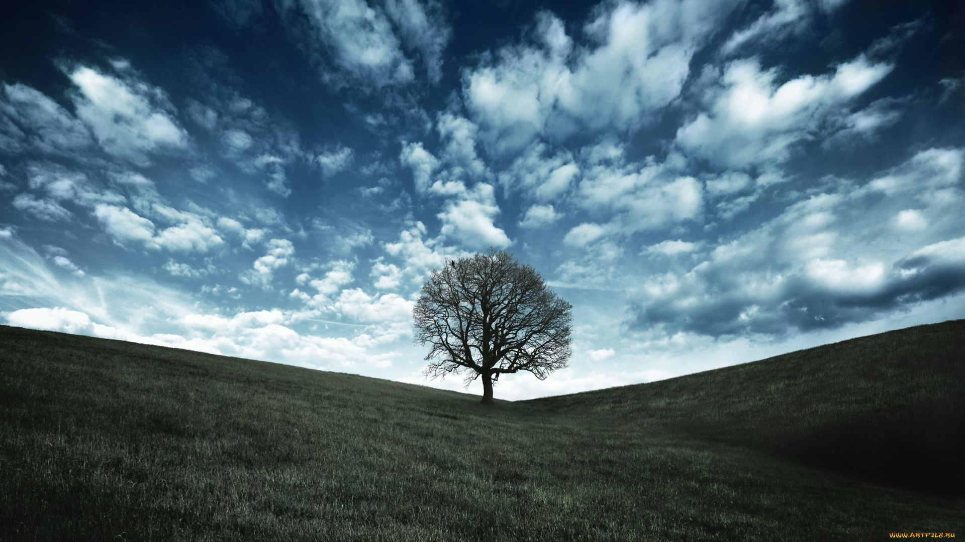 природа, деревья